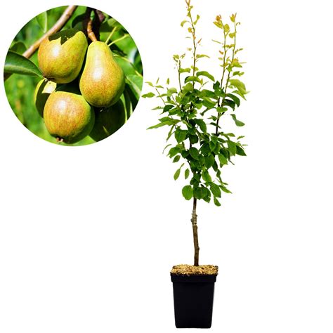 Pyrus Communis Williams Perenboom 5 Liter Pot Kopen Planten