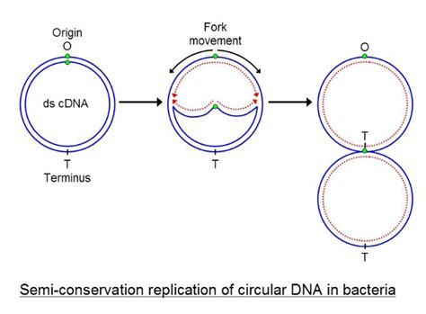 Origin Of Replication Bacteria