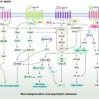 GPCR-regulated downstream signaling pathways in neurodegenerative and ...