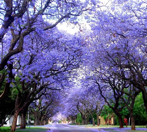 Tree Species Profile: Jacaranda | Aussie Tree Care | 1300873300