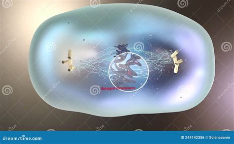 Cell Division Or Cloning Cells Stem Cells Dividing Under The Microscope Stock Illustration