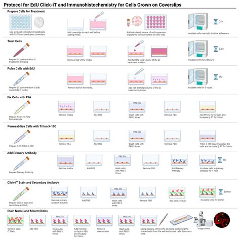 Protocol For Edu Click It And Immunohistochemistry For Cells Grown On