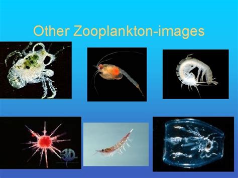 Zooplankton Fall 2006 Plankton Classification Plankton Holoplankton Meroplankton