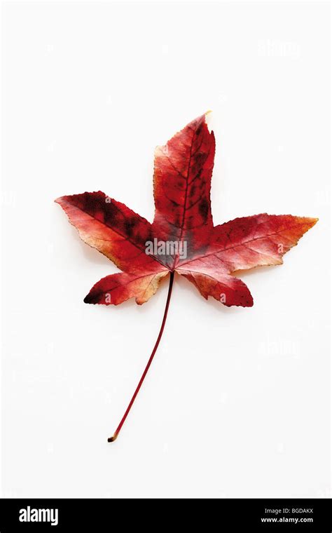 Rotes Liquidambar Blatt Hi Res Stock Photography And Images Alamy