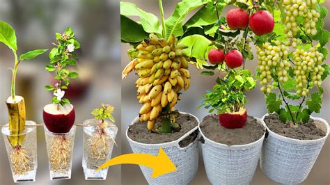 How To Grow Banana Tree From Banana Fruit Apple Tree From Apple Fruit