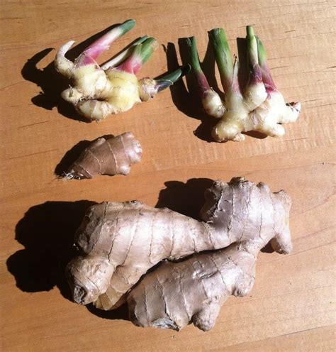 How To Grow Ginger Indoors The Indoor Gardener