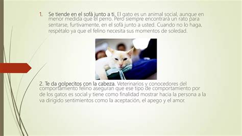 10 Señales De Que Tu Gato Te Quiere Ppt