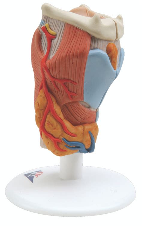 Anatomical Larynx 2 Part Model With 3b Smart Anatomy