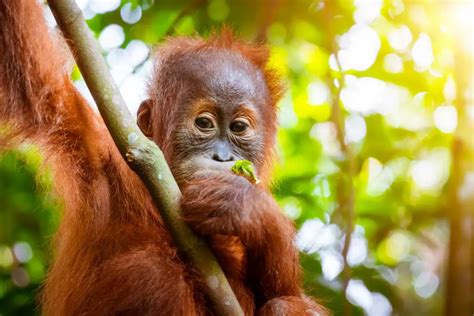 What Do Orangutans Eat And Drink Wildlifefaq