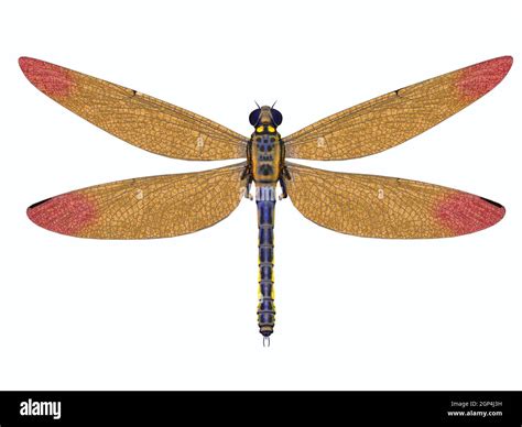 Meganeura Was A Large Carnivorous Dragonfly That Lived In Europe During