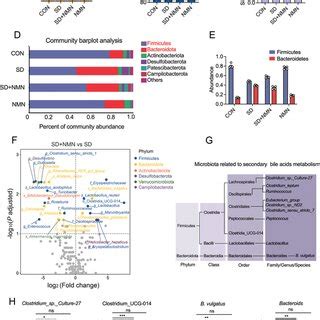 Microbial Diversity Analysis Of Gut Microbiota Between Four Groups A