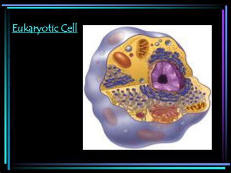 prokaryotic cell
