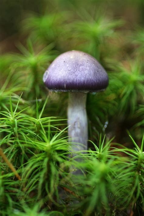 Purple Mushroom