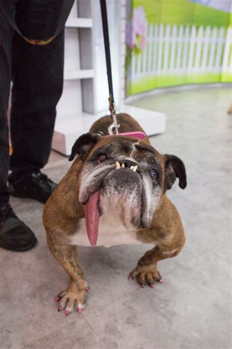 Worlds Ugliest Dog Zsa Zsa Passes Away Worlds Ugliest Dog Competition