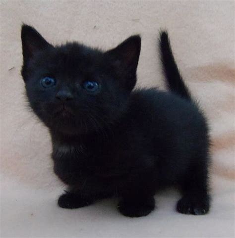 Black Munchkin Kitten Munchkin Kitten Munchkin Cat