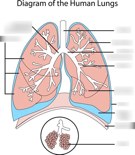 Diagrams Lungs 2 Diagram Quizlet