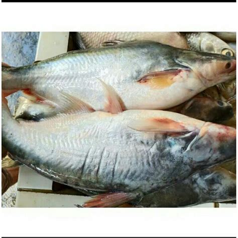 Jual Puri Segar Shop Ikan Patin Gram Orderan Pagi Hari