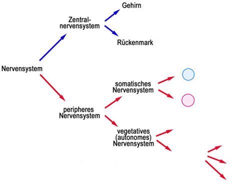 Am Mit Wirkung Auf Das Somatische Ns Flashcards Quizlet