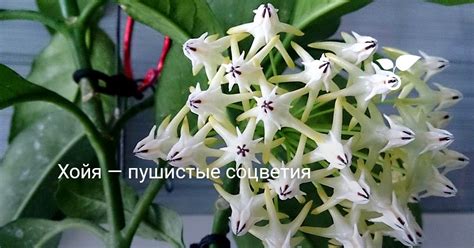 Хойя — пушистые соцветия. Уход в домашних условиях. Фото — Ботаничка