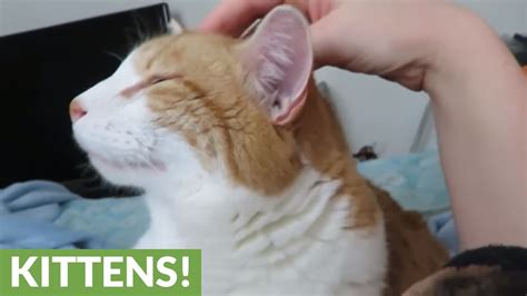 Cat Enjoys Head Massages Youtube