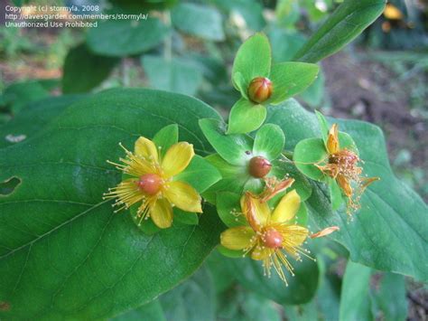 Plantfiles Pictures Hypericum Sweet Amber Tutsan St John S Wort St Johnswort Albury