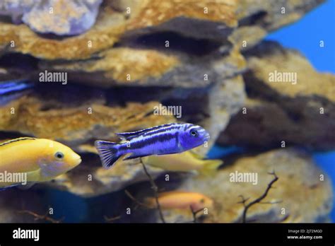 Yellow Morph Of Labidochromis Caeruleus Lemon Yellow Lab Aquarium