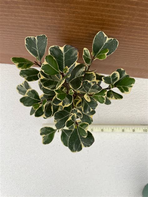 Ficus Triangularis Variegata 4 Growers Pot Etsy