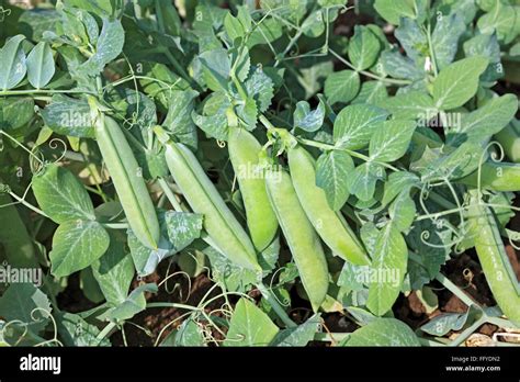 Green Vegetable And Pulses Green Peas Pisum Sativum Garden Peas Pods