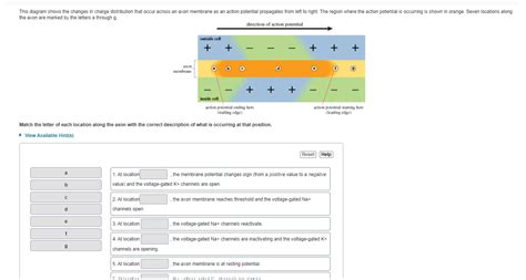 Solved 5. At location , the axon membrane is at resting | Chegg.com