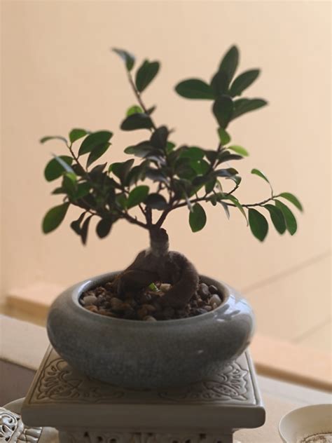 Pair Of Bonsai Plants In Ceramic Pot Ficus Microcarpa Chinese Banyan