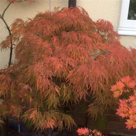 Acer Palmatum Dissectum Dissectum Group Syn Acer Palmatum Var Dissectum Dissectum Cut