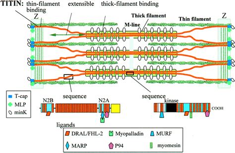 The Giant Protein Titin Circulation Research