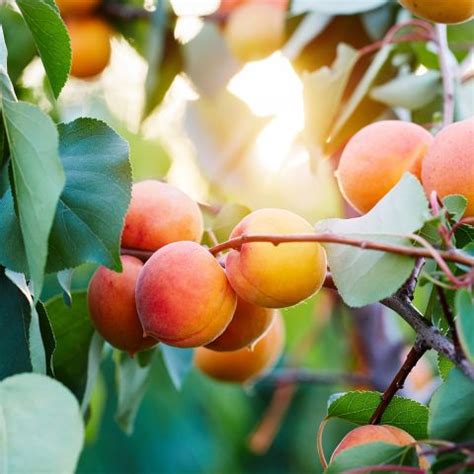 Apricot Tree Prunus Armeniaca Late Naked Bordaneil Naked Apricot