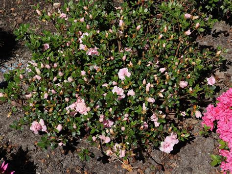 Japanische Azalee Scotian Rosebud Rhododendron Obtusum Scotian