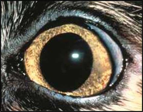 Cornea Corneal Anatomy And Physiology Pictures Of Healing Complicated