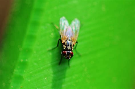 Free Images Nature Grass Wing Leaf Flower Fly Green Insect