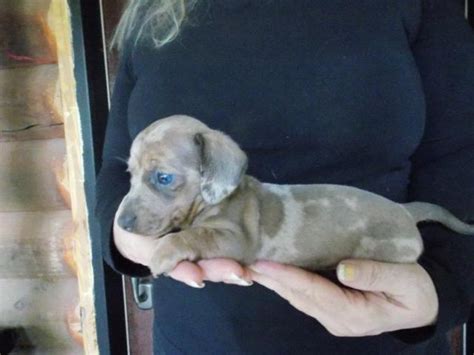 AKC Registered Female Blue Tan Dapple Miniature Dachshund Puppy For