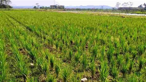 Puluhan Hektar Sawah Kekeringan Petani Di Pamarican Ciamis Terancam