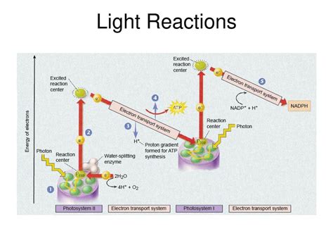 Photosynthesis Ppt Download