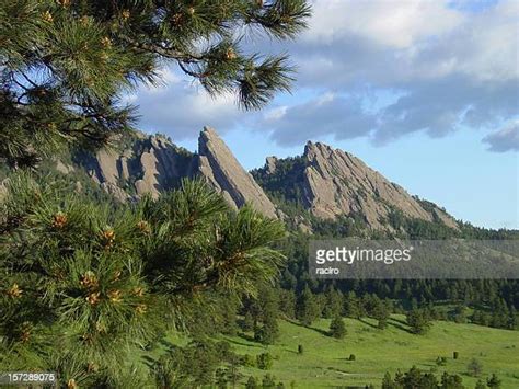 966 Ponderosa Pine Tree Stock Photos, High-Res Pictures, and Images ...