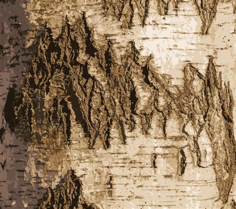 Realistic Vector Illustration Of Birch Bark Texture Texture Of Birch