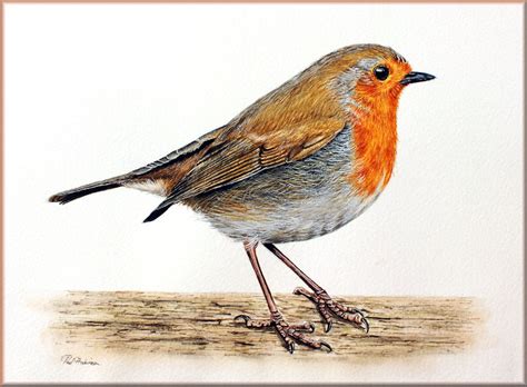 Learn to paint a robin in watercolour with a free tutorial - The Devon ...