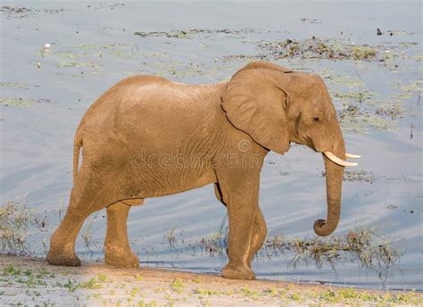 Éléphant Dans Le Delta D Okavango De Rivière Botswana Afrique Photo