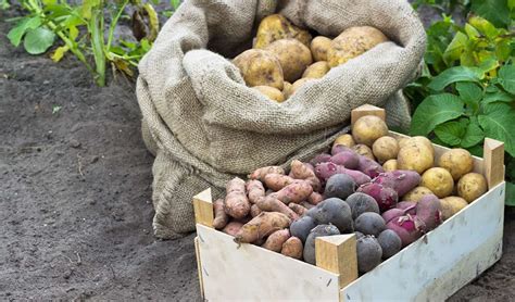 14 Best Potato Varieties to Grow in Your Garden