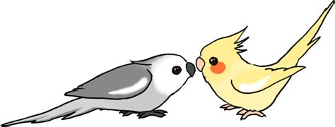 Cockatiel PNG Transparent Images