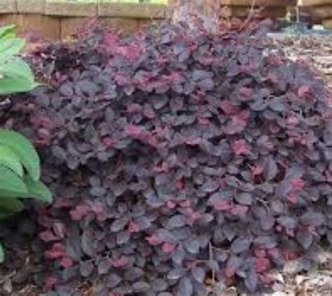 Daruma Dwarf Loropetalum Chinese Fringe Plants Foundation