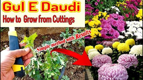 How To Grow Chrysanthemum Gul E Daudi From Cuttings With Result