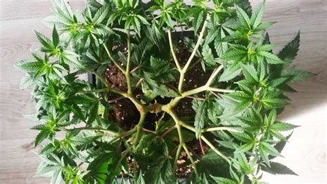 Cannabis Pruning Techniques Different Types La Huerta Blog