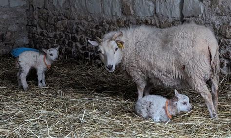 Visite Atelier Nourrissage Et D Couverte Des B B S La Ferme Des P