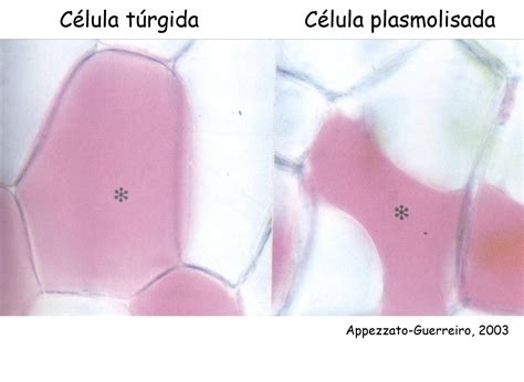 Osmose Em Celula Vegetal - Asteraceae: Aula Prática 05: Osmose em célula vegetal